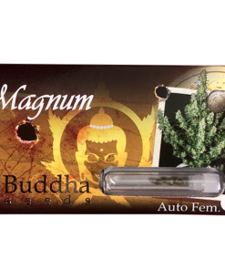 magnum-auto-x3-buddha-seeds