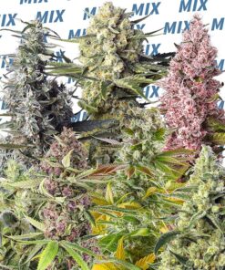 Sweet-Mix-Fotodependientes-SWEET-SEEDS