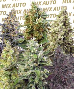 Sweet-Mix-Auto-SWEET-SEEDS