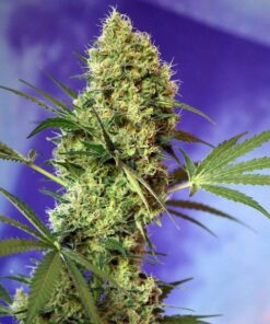 big-devil-auto-3-1-sweet-seeds