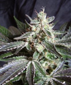 black-jack-fem-3-1-sweet-seeds