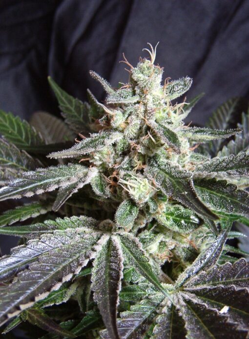 black-jack-fem-3-1-sweet-seeds