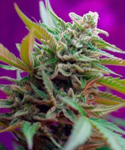 black-jack-auto-3-1-sweet-seeds