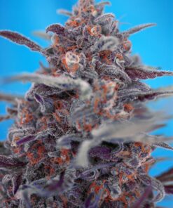 devil-cream-auto-3-1-sweet-seeds