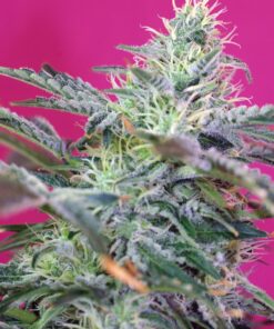 sweet-cheese-auto-3-1-sweet-seeds