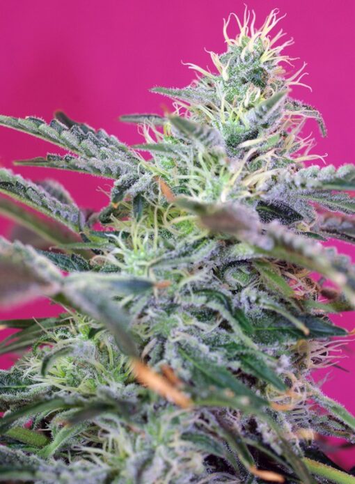 sweet-cheese-auto-3-1-sweet-seeds