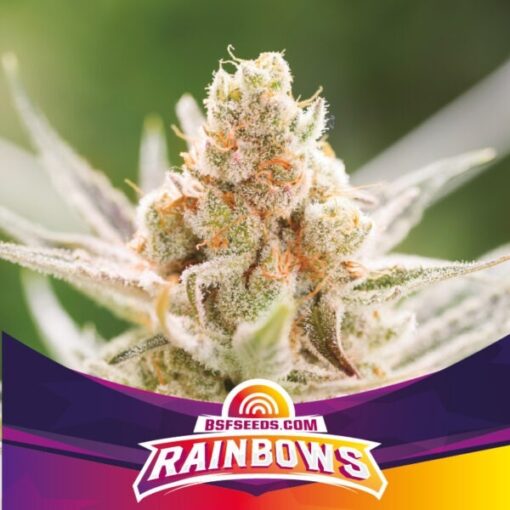 rainbows-x12-fem-bsf