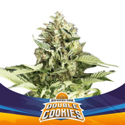 double-cookies-x12-auto-bsf