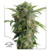 Auto Daiquiri Lime Dutch Passion Seeds x3