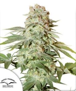 Power Plant Auto Dutch Passion Seeds x3