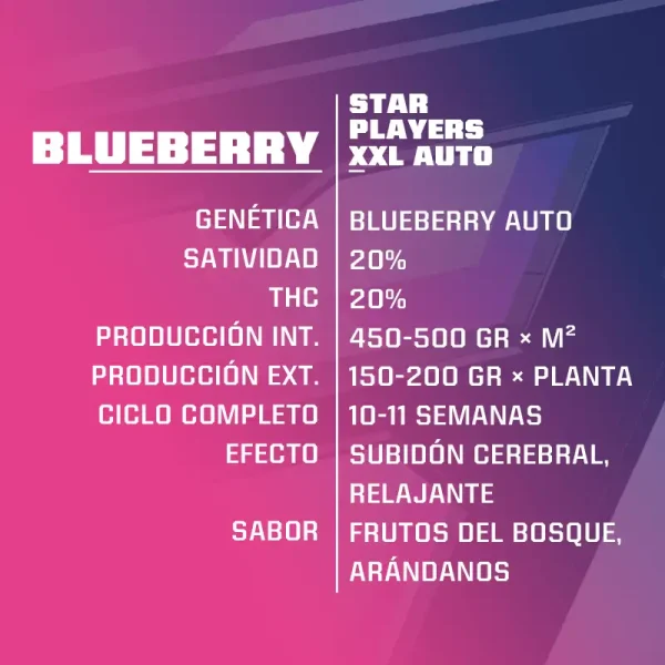 Blueberry XXL Auto BSFSEEDS x2