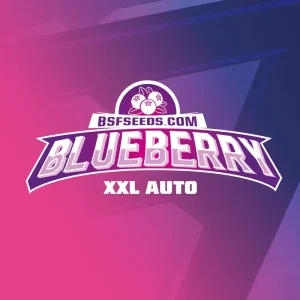 Blueberry XXL Auto BSFSEEDS x2