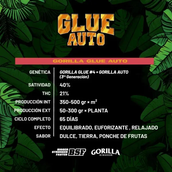 Gorilla Glue Auto BSFSEEDS x2
