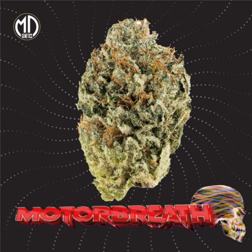 Motorbreath Auto MD Genetics x5