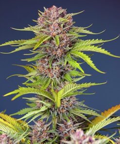 mimosa-bruce-banner-xl-auto-3-1-sweet-seeds