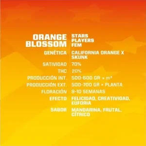 Orange-Blossom-Fem-BSFSEEDS-x2-MISTICOCENTER