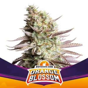 orange-blossom-x07-fem-bsf