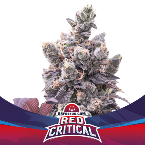 red-critical-x07-auto-bsf