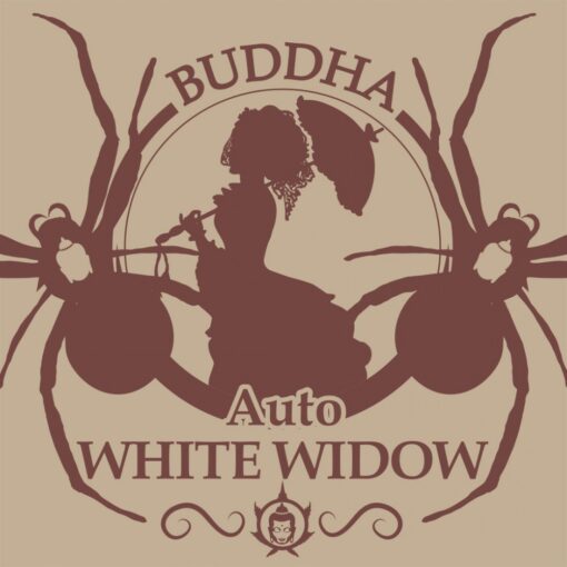 Buddha White Widow Auto x 3 Buddha Seeds