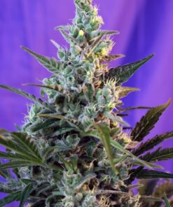 sweet-skunk-fem-f1-31-sweet-seeds