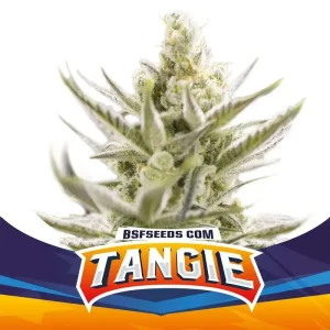 tangie-xxl-x04-auto-bsf