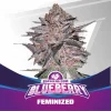 Blueberry-Fem-02-BSF