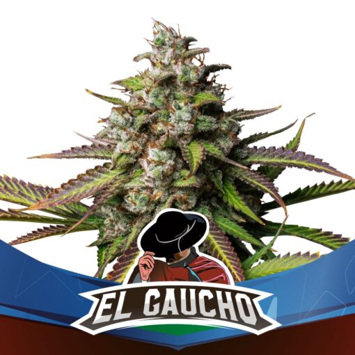 gaucho-x02-faster-flowering-bsf