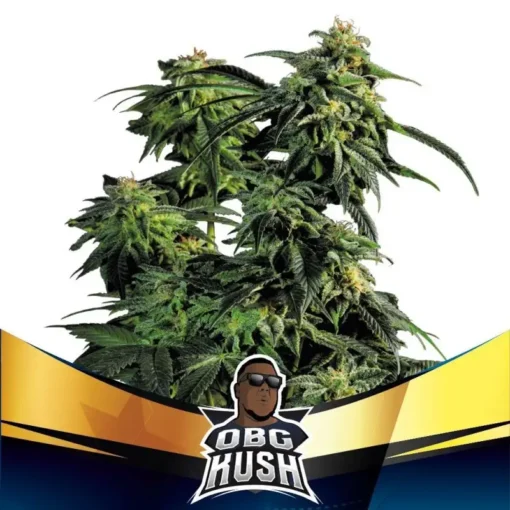 obg-kush-x02-faster-flowering-bsf