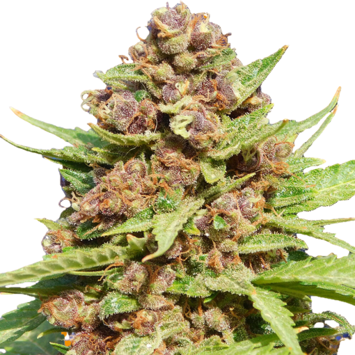 semilla-granel-x1-purple-punch-x-cookies-snerbet-fast-version