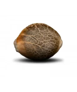 semilla granel muestra