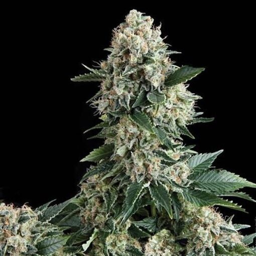 Auto-New-York-City-3-1-PYRAMID-SEEDS