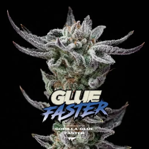 Gorilla-Glue-Faster-x12-BSF