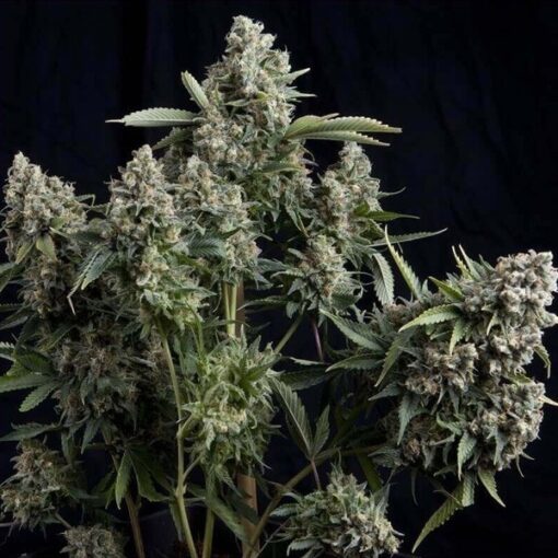 tutankhamon-auto-3-1-pyramid-seeds