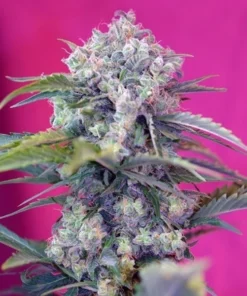 Cream-Mandarine-Auto-3-1-SWEET-SEEDS