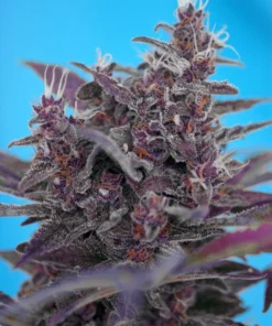 Black-Cream-Auto-3-1-SWEET-SEEDS