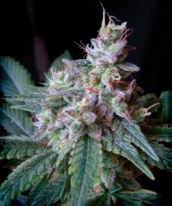 Cream-Caramel-FEM-3-1-SWEET-SEEDS