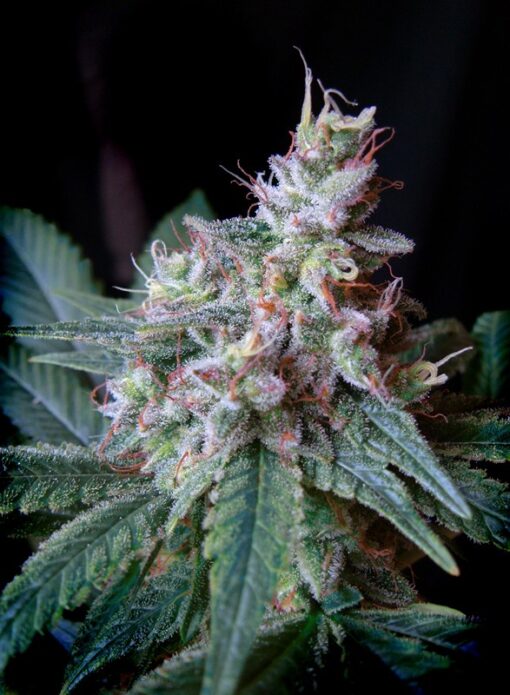 Cream-Caramel-FEM-3-1-SWEET-SEEDS