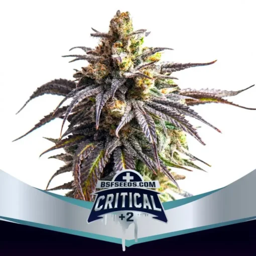 critical-2-xxl-x02-auto-bsf