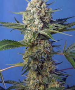 crystal-candy-f1-fast-version-31-sweet-seeds