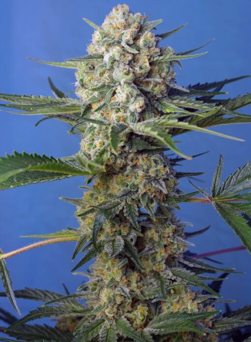 crystal-candy-f1-fast-version-31-sweet-seeds