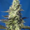 Green-Poison-XL-Auto-3-1-SWEET-SEEDS