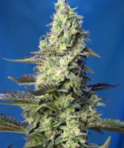 Green-Poison-XL-Auto-3-1-SWEET-SEEDS