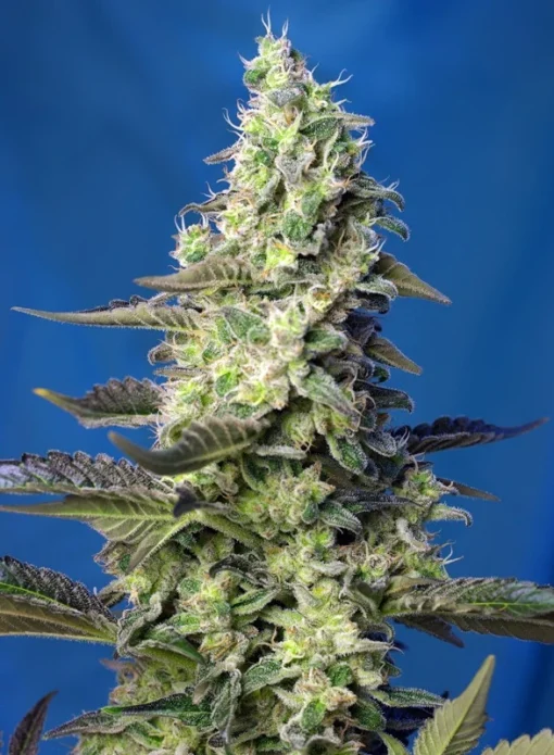 Green-Poison-XL-Auto-3-1-SWEET-SEEDS