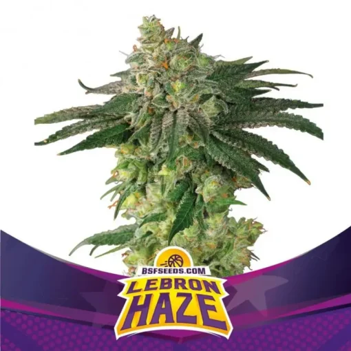 Lebron-Haze-x02-Feminizada-BSF