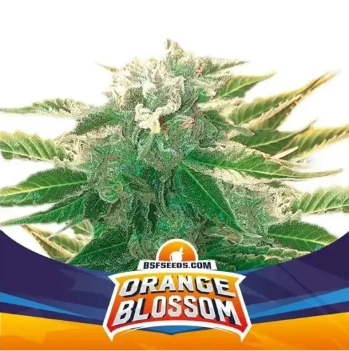 orange-blossom-x02-automatica-bsf