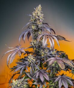 red-gorilla-girl-xl-auto-3-1-sweet-seeds