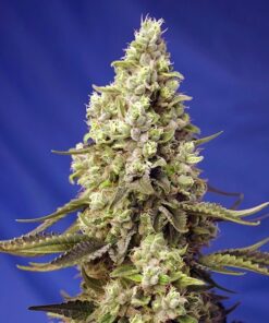 Runtz-XL-Auto-SWEET-SEEDS