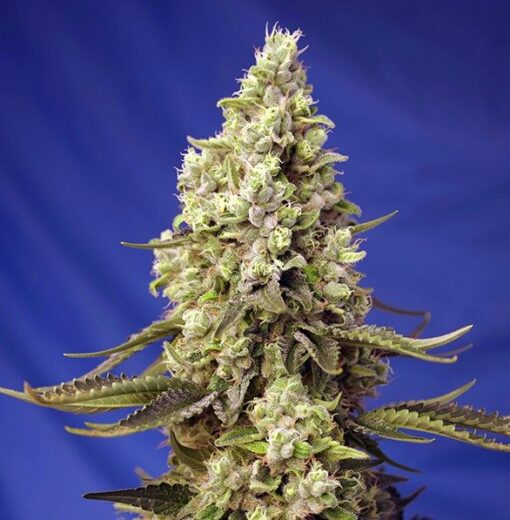 Runtz-XL-Auto-SWEET-SEEDS