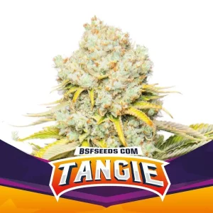 Tangie-x02-Feminizada-BSF