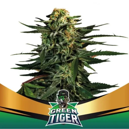 Green-Tiger-x02-Faster-BSF